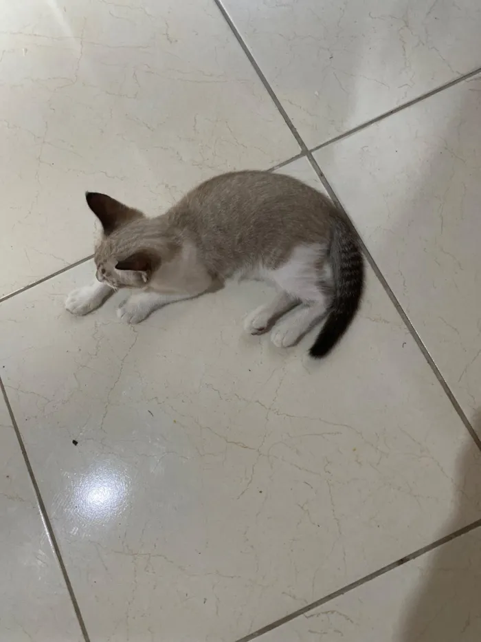 Gato raça SRD-ViraLata idade 2 a 6 meses nome Lua