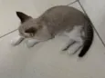 Lua