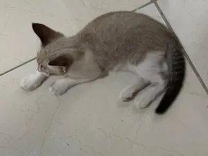 Gato raça SRD-ViraLata idade 2 a 6 meses nome Lua