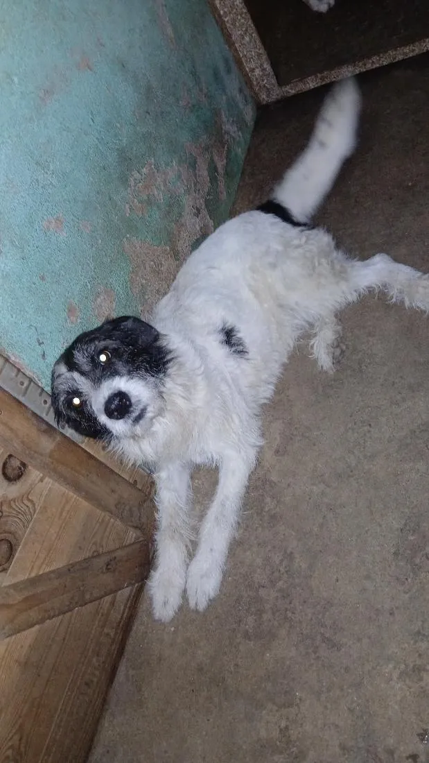 Cachorro raça SRD-ViraLata idade 2 anos nome frederico