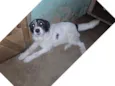 frederico
