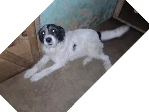 Cachorro raça SRD-ViraLata idade 2 anos nome frederico