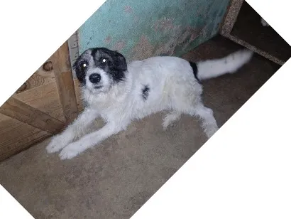 Cachorro raça SRD-ViraLata idade 2 anos nome frederico