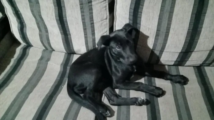 Cachorro raça SRD-ViraLata idade 2 a 6 meses nome Amiora