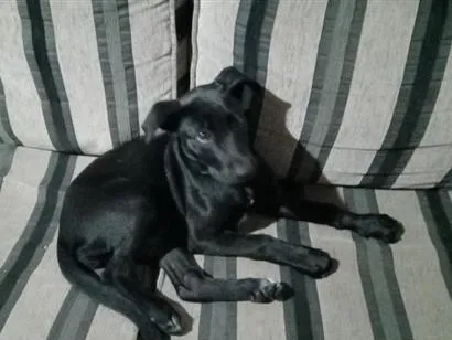 Cachorro raça SRD-ViraLata idade 2 a 6 meses nome Amiora