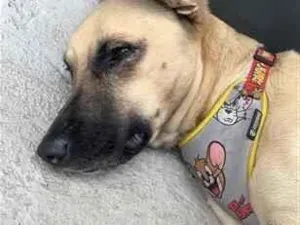 Cachorro raça SRD-ViraLata idade 2 anos nome Falar com Barbara - Whats 11 97064-0536
