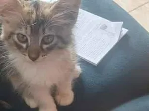 Gato raça SRD-ViraLata idade 2 a 6 meses nome Aurora