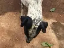 Cachorro raça SRD-ViraLata idade 1 ano nome Lili