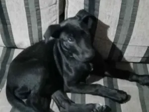 Cachorro raça SRD-ViraLata idade 2 a 6 meses nome Amiora