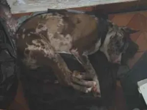 Cachorro raça SRD-ViraLata idade 1 ano nome Bailey