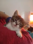 gata 