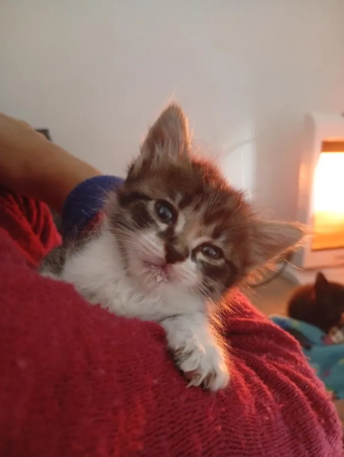 Gato raça SRD-ViraLata idade Abaixo de 2 meses nome gata 