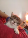 gata 
