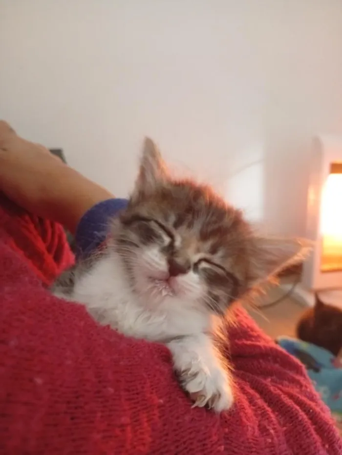 Gato raça SRD-ViraLata idade Abaixo de 2 meses nome gata 