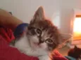 gata 