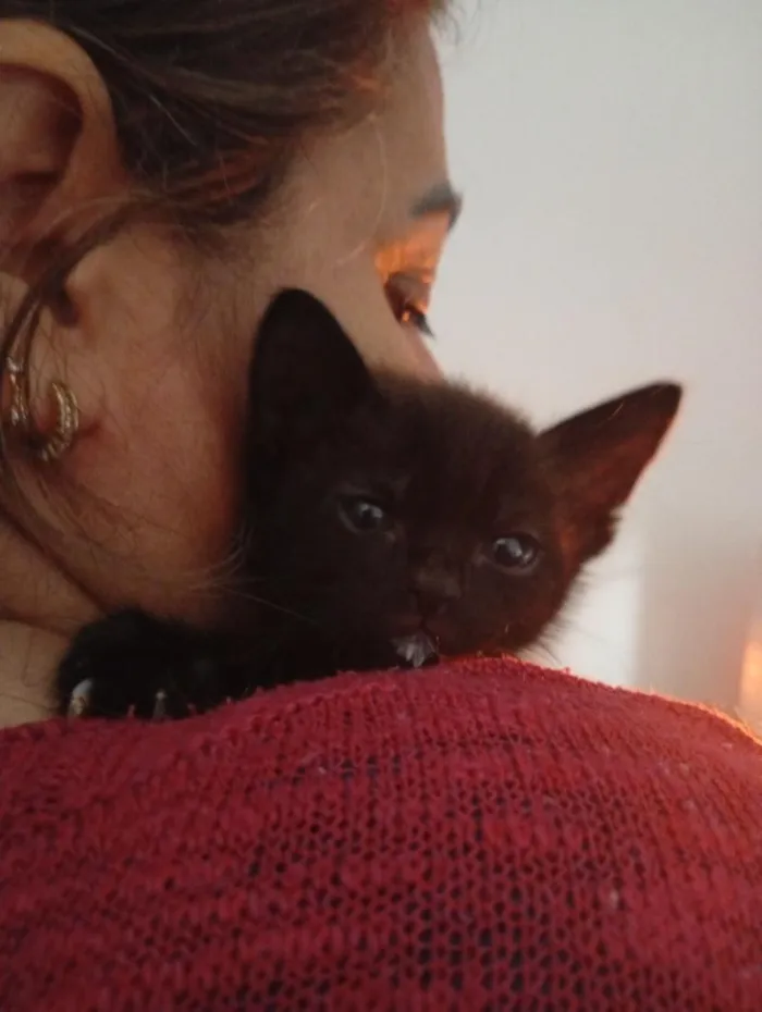 Gato raça SRD-ViraLata idade Abaixo de 2 meses nome Pretinho