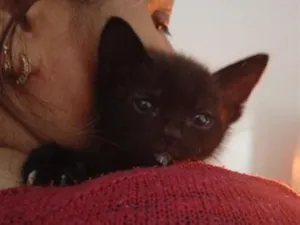 Gato raça SRD-ViraLata idade Abaixo de 2 meses nome Pretinho
