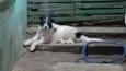 frederico