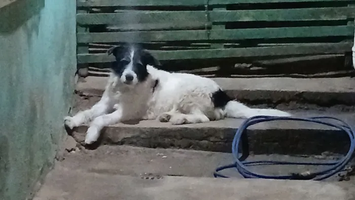 Cachorro raça SRD-ViraLata idade 2 anos nome frederico