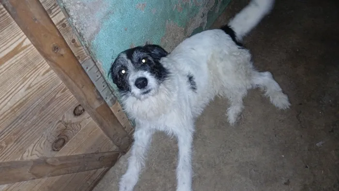 Cachorro raça SRD-ViraLata idade 2 anos nome frederico