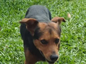 Cachorro raça SRD-ViraLata idade 6 ou mais anos nome Jake