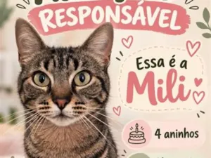 Gato raça SRD-ViraLata idade 4 anos nome Mili