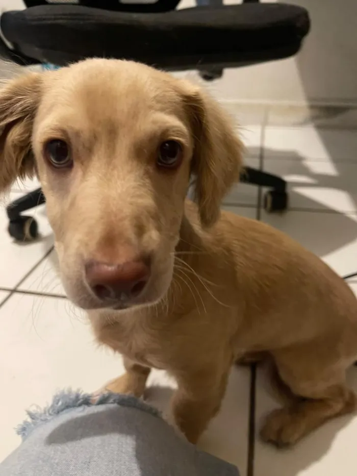 Cachorro raça SRD-ViraLata idade 1 ano nome Caramelo