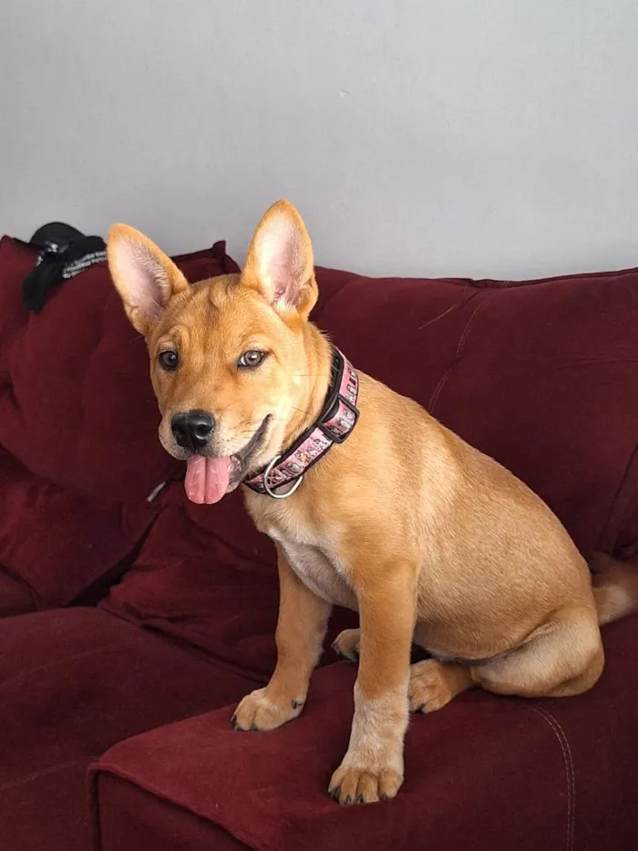 Cachorro raça SRD-ViraLata idade 7 a 11 meses nome Hanna