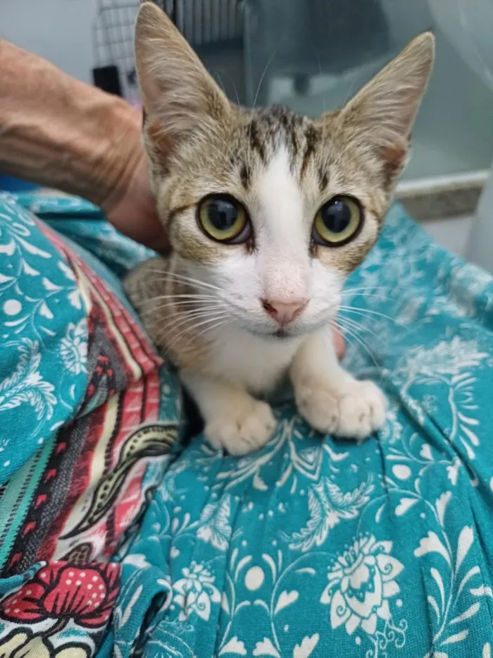 Gato raça SRD-ViraLata idade 2 a 6 meses nome Marcinho