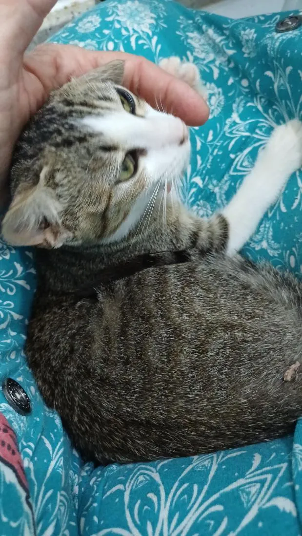 Gato raça SRD-ViraLata idade 2 a 6 meses nome Marcinho