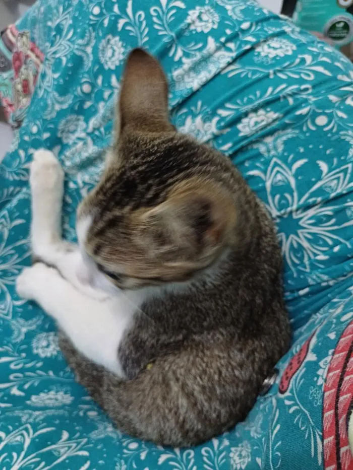 Gato raça SRD-ViraLata idade 2 a 6 meses nome Marcinho