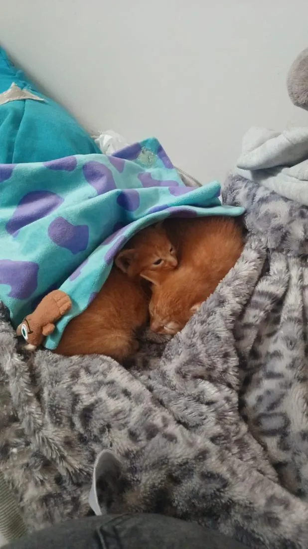 Gato raça SRD-ViraLata idade Abaixo de 2 meses nome Maya e Mel 