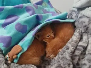 Gato raça SRD-ViraLata idade Abaixo de 2 meses nome Maya e Mel 