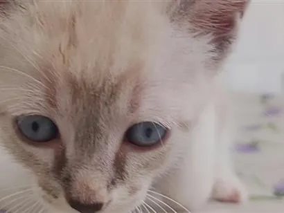 Gato raça SRD-ViraLata idade 2 a 6 meses nome Blue