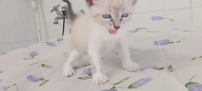 Gato raça SRD-ViraLata idade 2 a 6 meses nome Blue