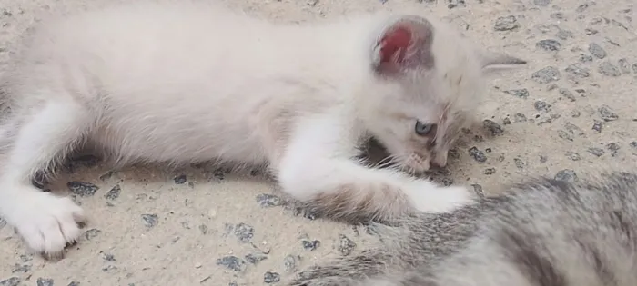Gato raça SRD-ViraLata idade 2 a 6 meses nome Blue