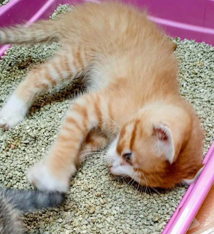 Gato raça SRD-ViraLata idade Abaixo de 2 meses nome tigrinho e cinzas