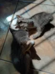 tigrinho e cinzas