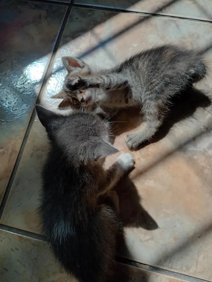 Gato raça SRD-ViraLata idade Abaixo de 2 meses nome tigrinho e cinzas