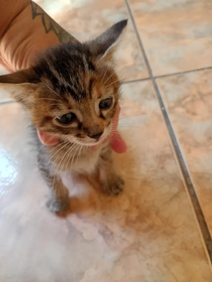 Gato raça SRD-ViraLata idade Abaixo de 2 meses nome tigrinho e cinzas
