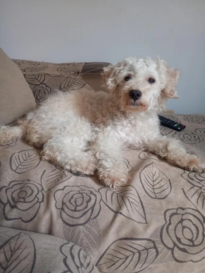 Cachorro raça Poodle idade 3 anos nome Nina