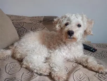 Cachorro raça Poodle idade 3 anos nome Nina