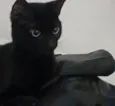 Petit