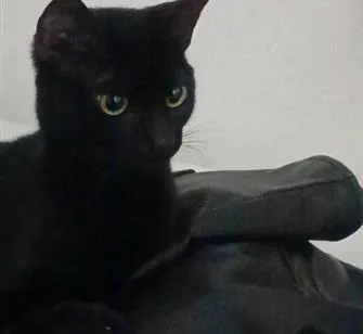 Gato raça SRD-ViraLata idade 1 ano nome Petit