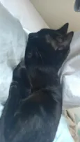 Petit