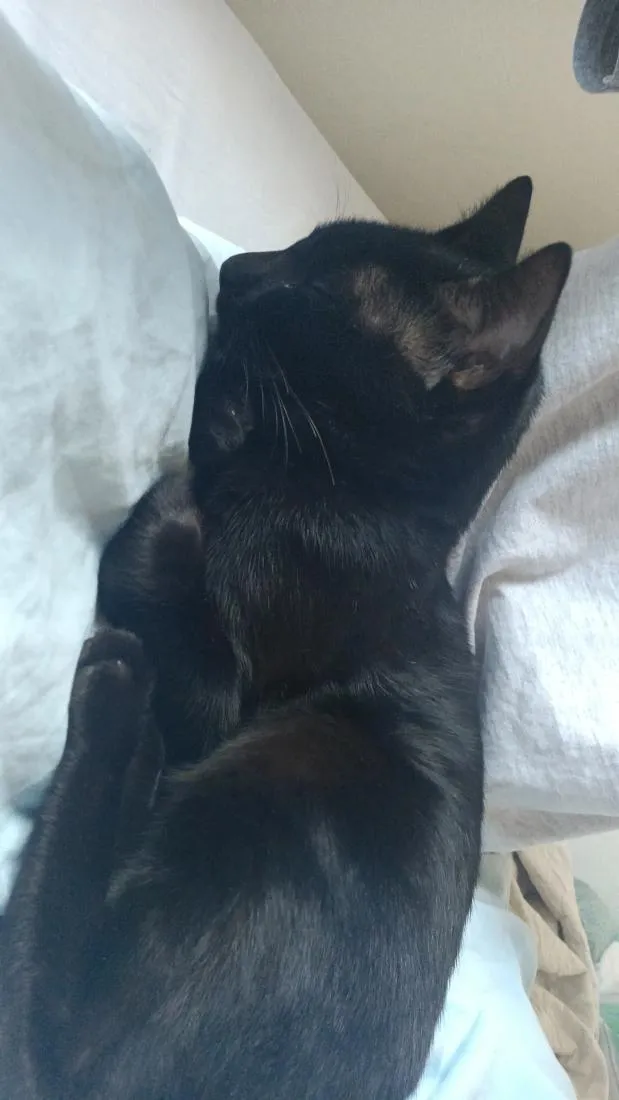 Gato raça SRD-ViraLata idade 1 ano nome Petit