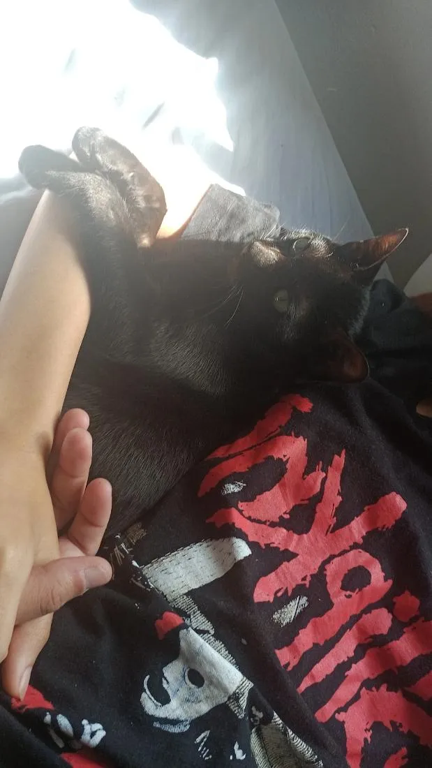 Gato raça SRD-ViraLata idade 1 ano nome Petit