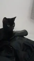 Petit