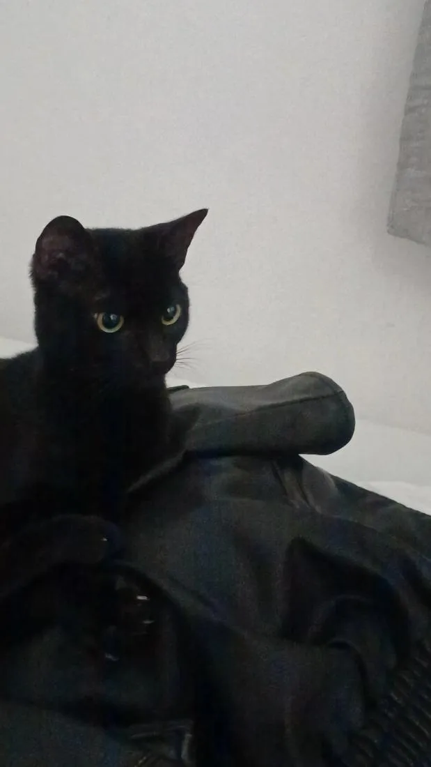 Gato raça SRD-ViraLata idade 1 ano nome Petit