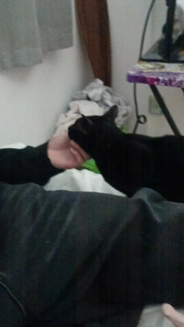 Gato raça SRD-ViraLata idade 1 ano nome Petit